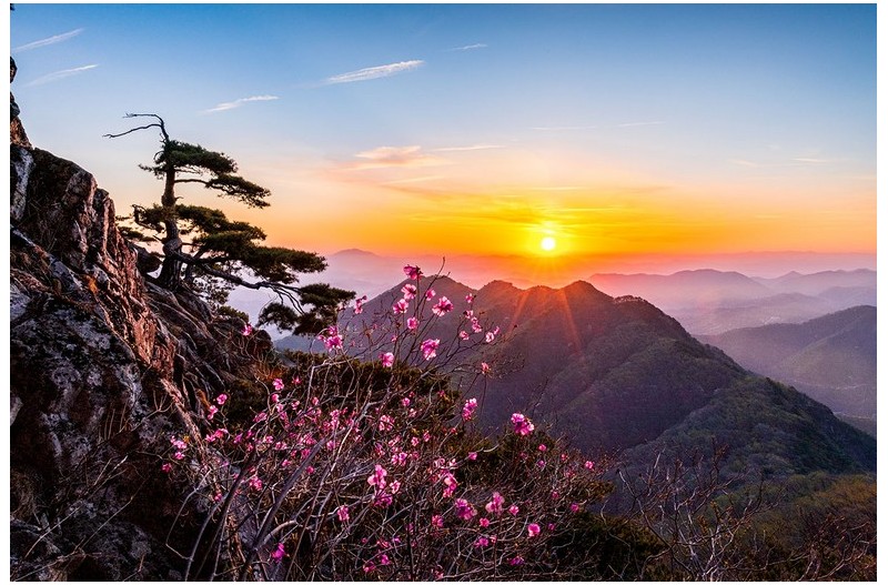 진달래와소나무