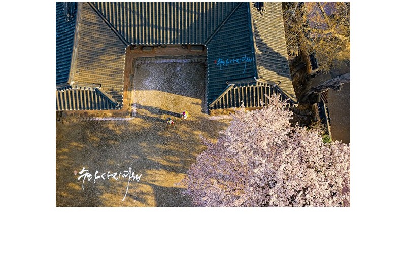 꽃비가 내리던 날