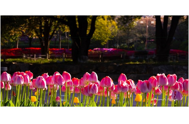 봄날의 아름다움 ----