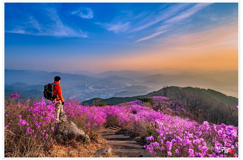 진달래 동산에서