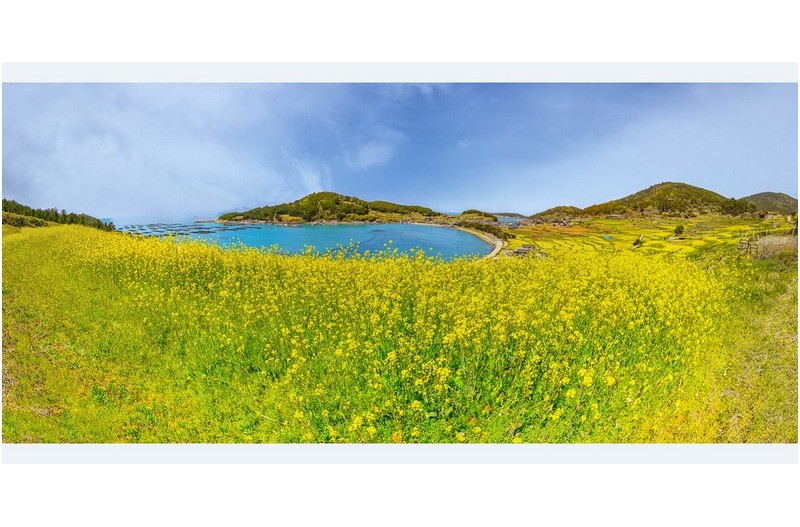 유채가 보이는 풍경