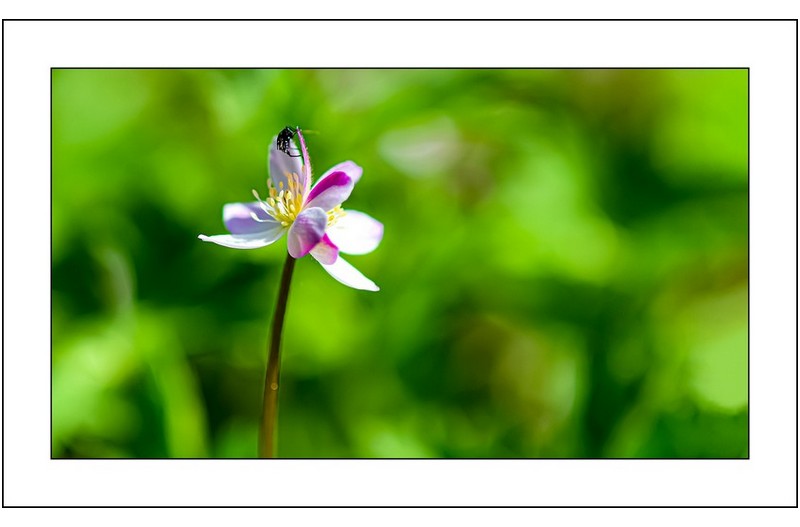 남바람꽃쌍두,,,