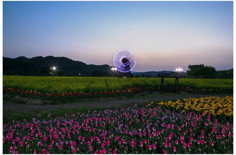 남지 유채밭에서