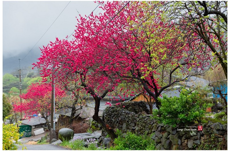 봄비 맞은 만첩홍도