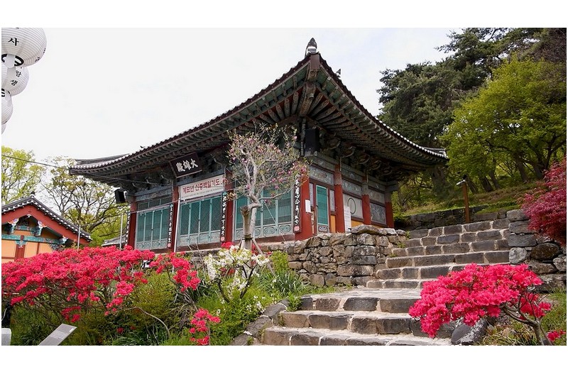 신원사 연산홍이 만발 했네유