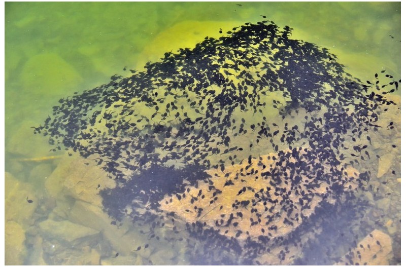 올챙이들의 무도회