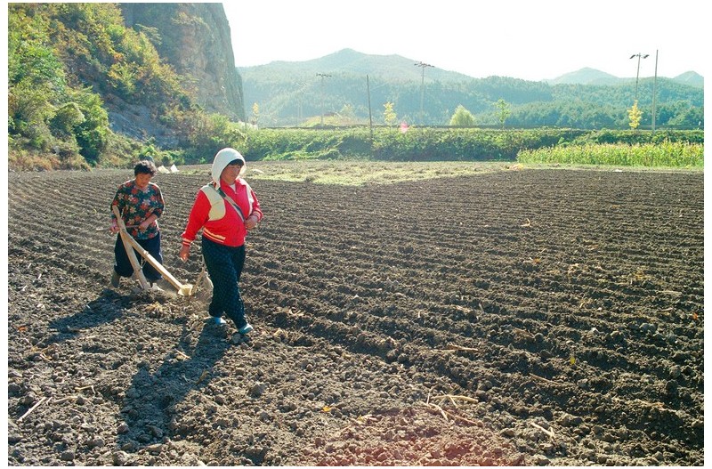 밭갈리하는`1 시골 아낙내