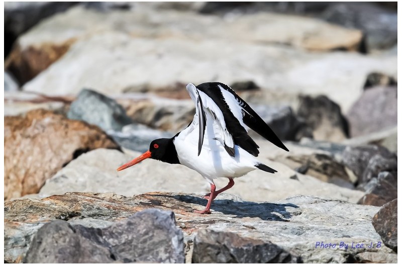 검은머리물떼새