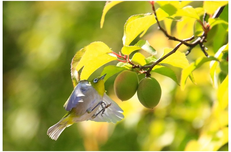 살구에 들어온 멋진 새`