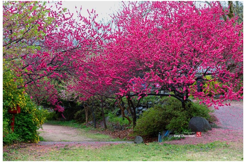 만첩홍도 피던 날