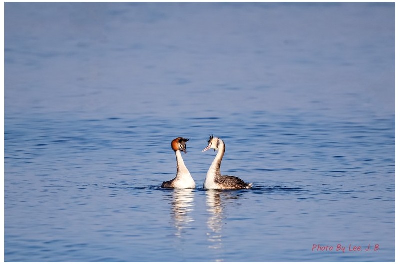 뿔논병아리의 구애