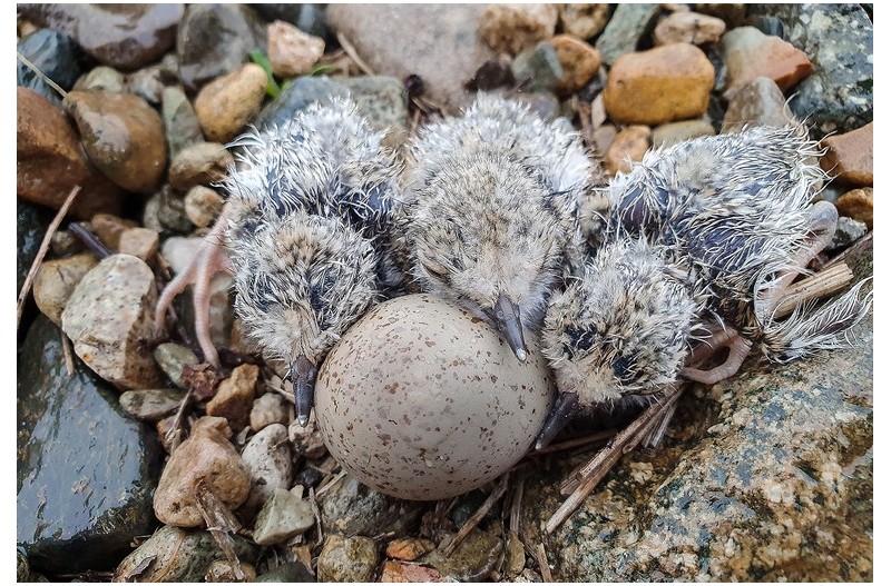 흰목물떼새  부화