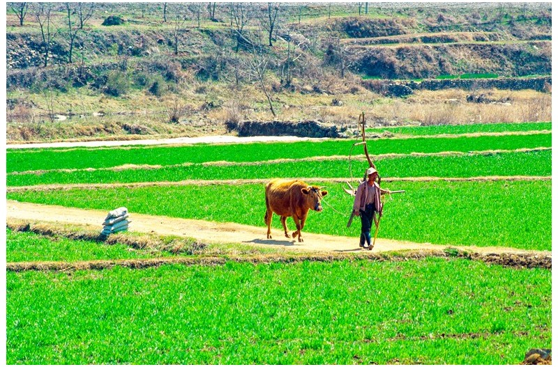 소을 몰고 일터로가는 농부`