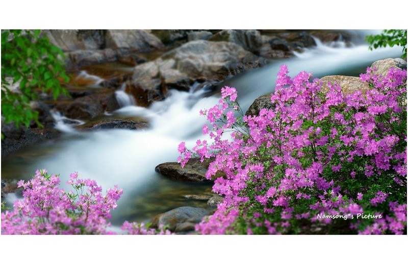 수달래가 곱게 핀 계곡 ----