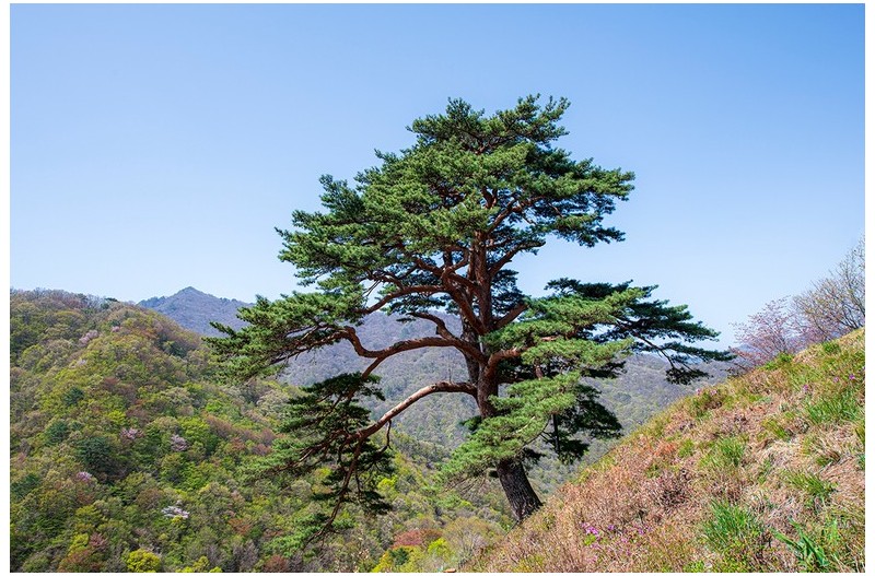 지리산 천년송
