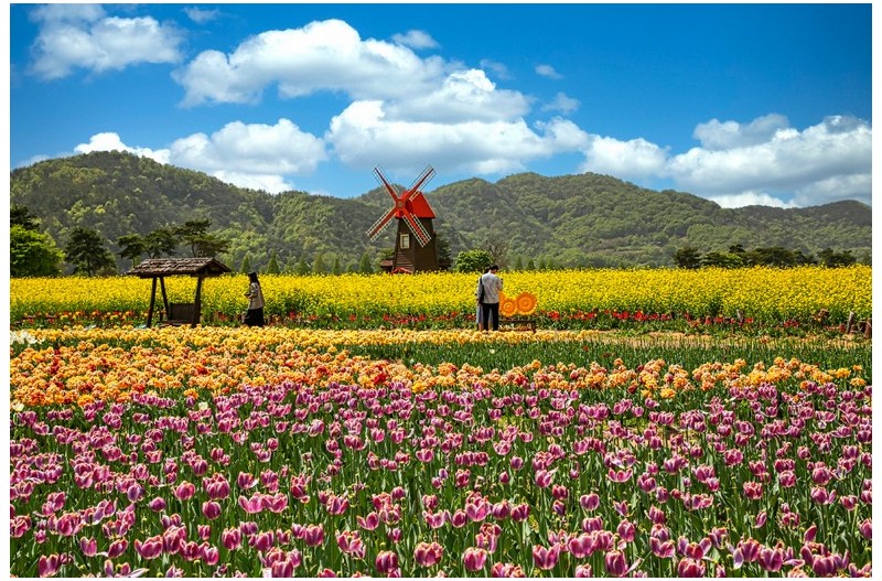 풍차와 튜립