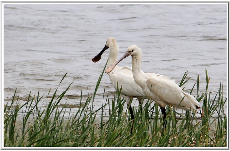 노랑 부리리 저어새