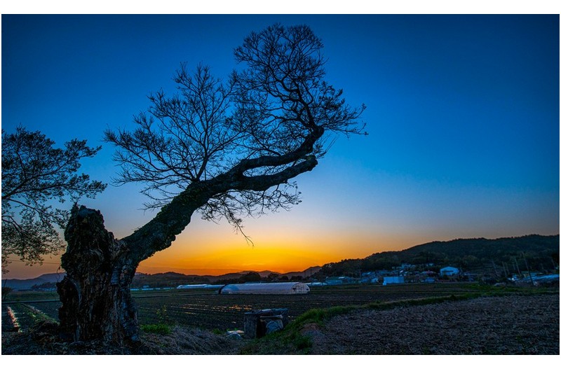 거목과 노을
