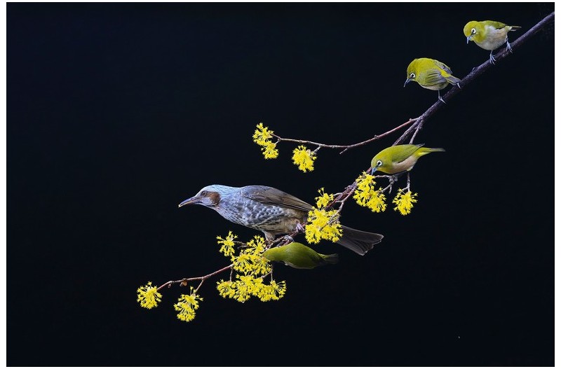 산수유에 들어온 새