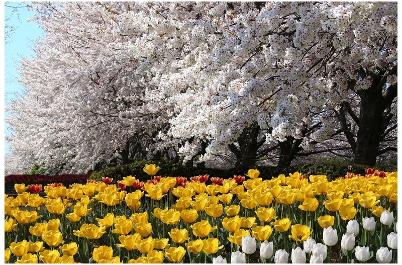 봄향기 자욱한 동심의 세계`