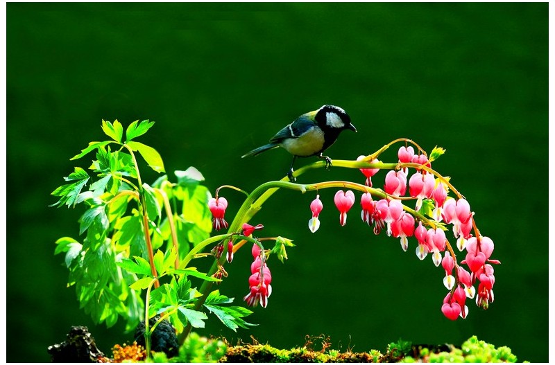 금낭화에 들어온 새`