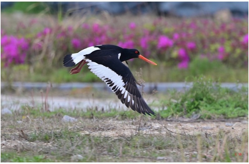 검은머리물떼새