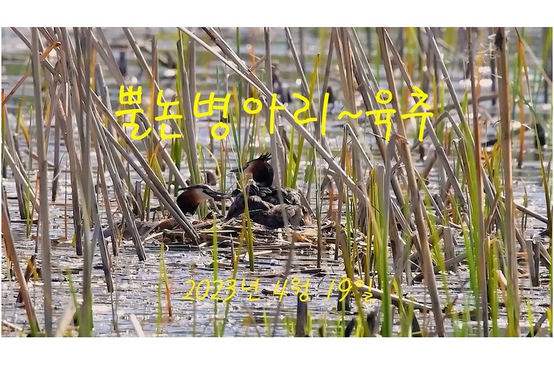 뿔논병아리 육추