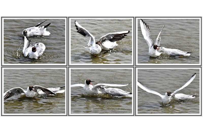 검은 머리 갈매기 결투