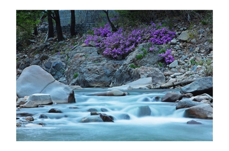 봉화 석포 수달래