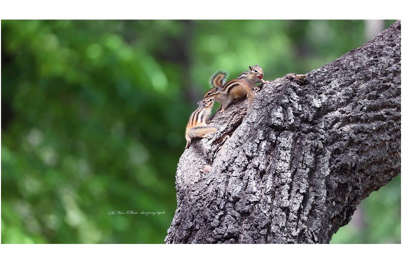 재롱이  ㅡㅡㅡㅡㅡㅡㅡㅡㅡㅡㅡ