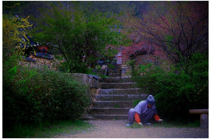 봄을 맞는 스님