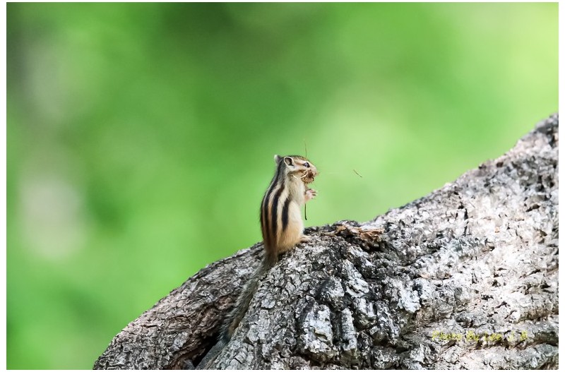 벌레를 잡은 줄 알았습니다