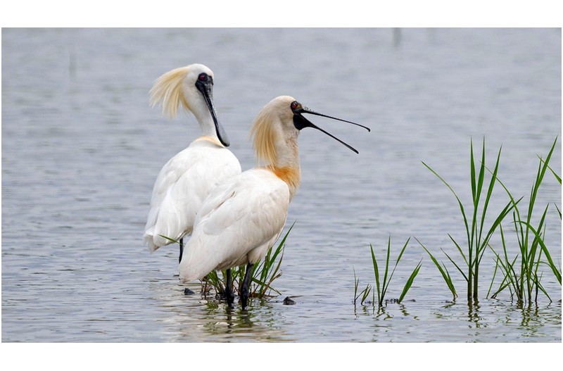 저어새 (관곡지에서)