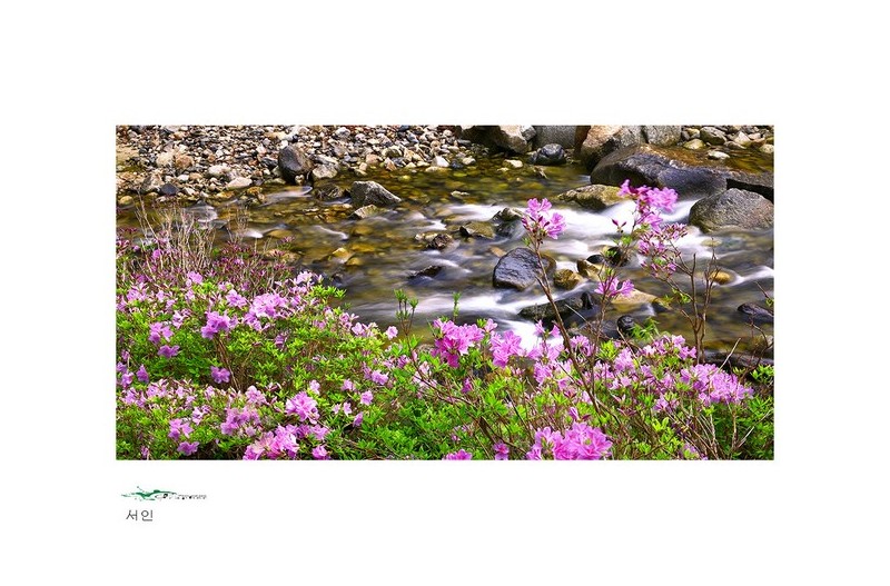 수달래 피는계류