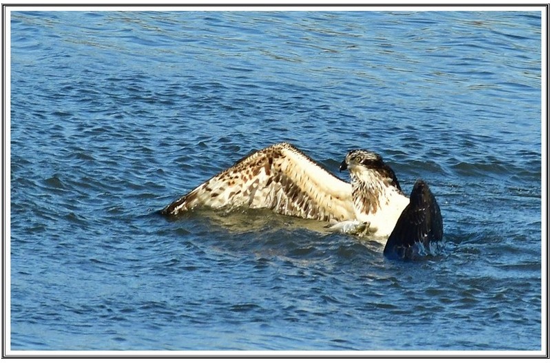 물 수리  산냥성공