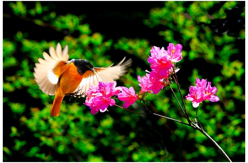 곱게 물던 진달레`