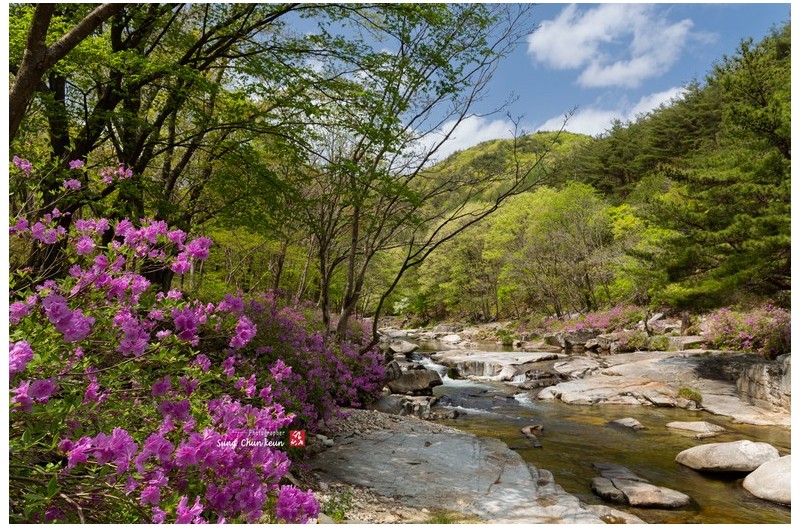 월성계곡 수달래