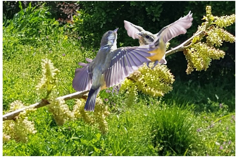 노랑배 진박새`