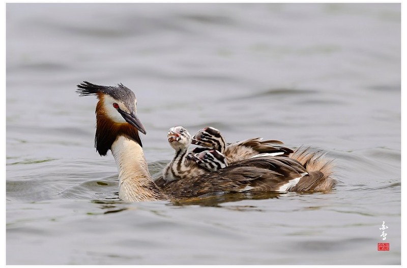 뿔논병아리육추
