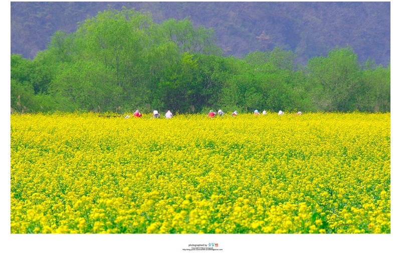 [남지의 기억] 유채꽃을 가꾸는 사람들...