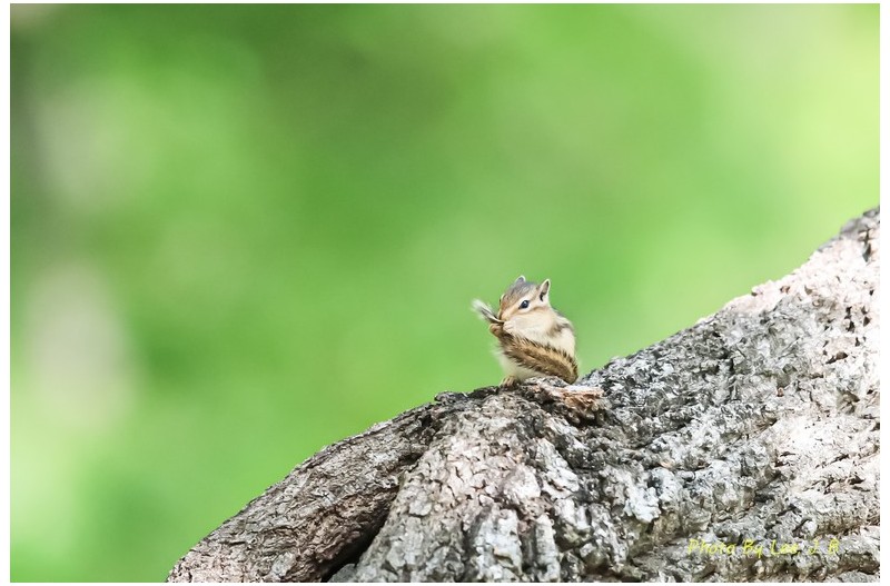 꼬리로 재롱을 부리는 다람쥐