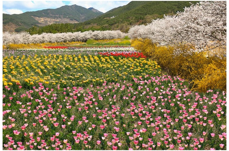 봄향기 가득한 전경`
