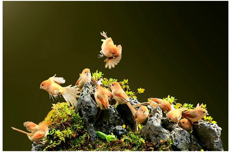 붉은오목누이 동산`