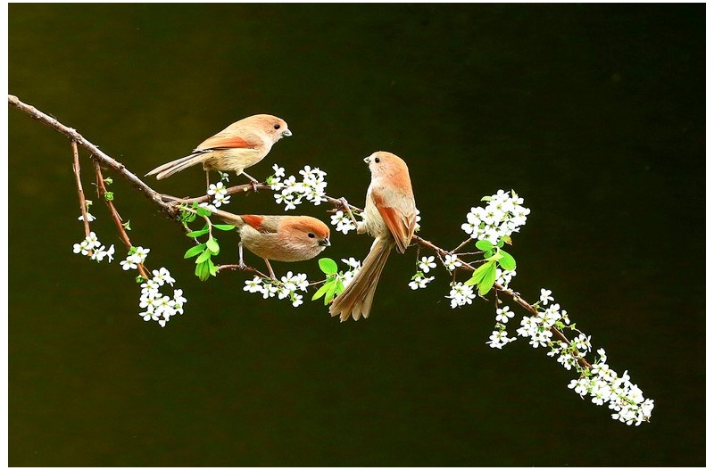 붉은오목이 산책`