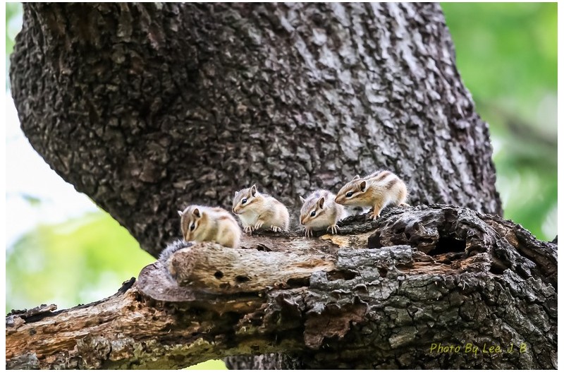 다람쥐 가족