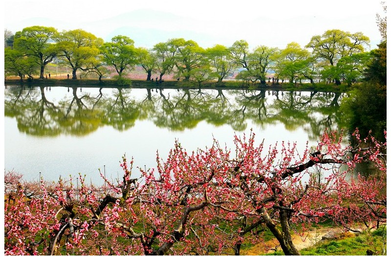 반곡지 대명당`