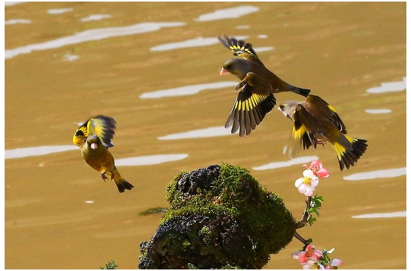 방울새 노리터`