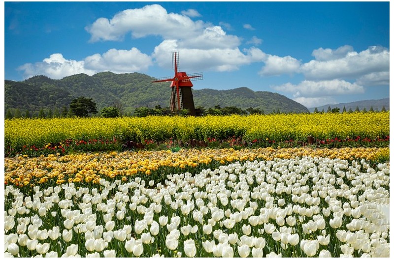 튜립과 풍차