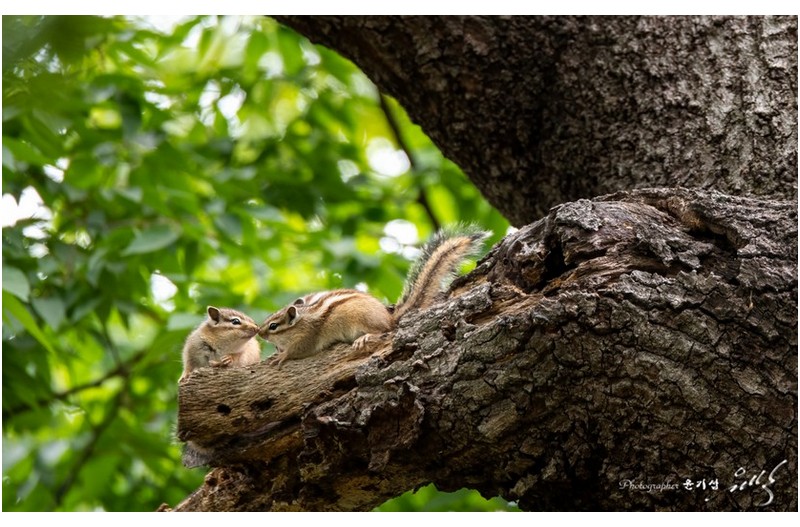 다람쥐의 사랑