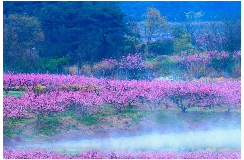 복사꽃 피는 마을`